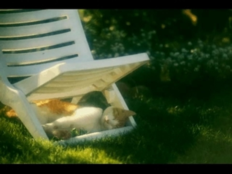 Animalove story