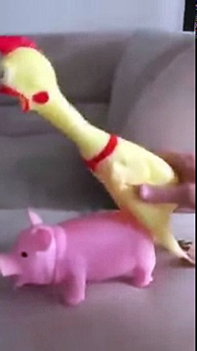Peppa pig e pollo
