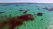 Turistas vieron el momento en el que unos 70 tiburones se comieron a una ballena