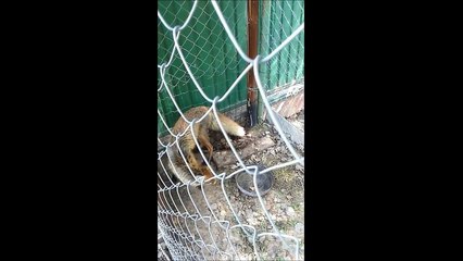 Бешеная лиса в д. Каменка (22 мая 2015 г.)