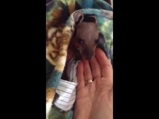 Orphaned Wallaby Banksy Gets New Home