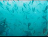 27 Cris Video Galapagos Diving There is plenty of fish in th