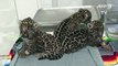 Tres jaguares nacen en zoo de México