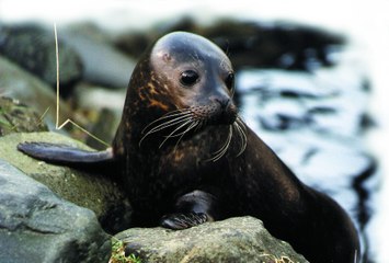 Top 10 Animals That Are Made to Work for Humans