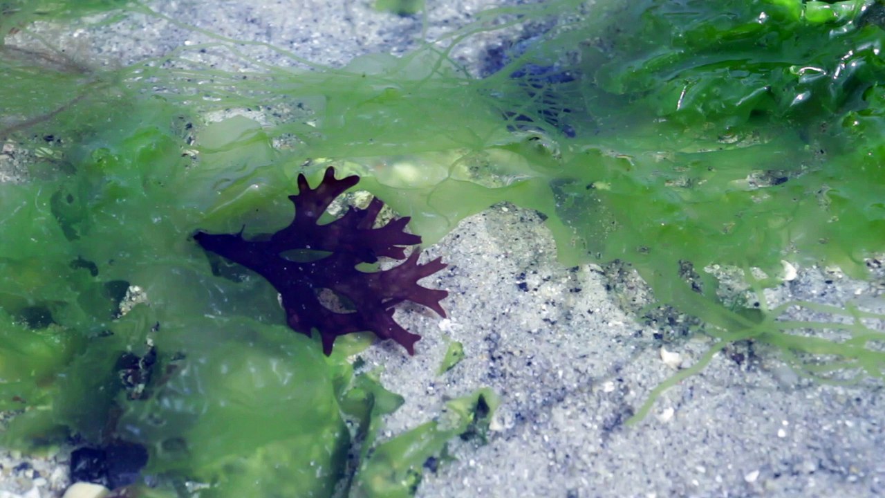 Les secrets de l'algue rouge Chondrus crispus - Vidéo Dailymotion