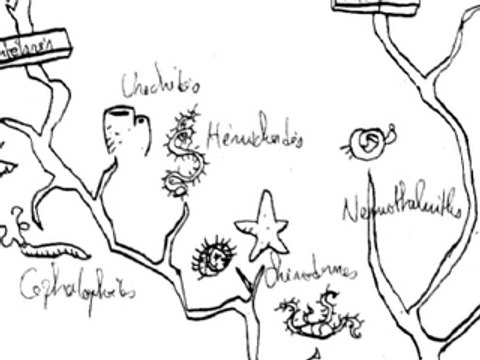 Court métrage -la révolution des crabes