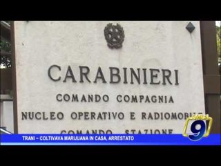 Trani |  Coltivava marijuana in casa, arrestato