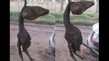 Alien Creature Found In Argentina Farm, June 2016.