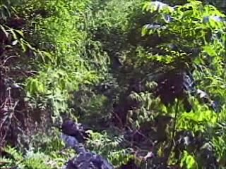 Nuj Nplhaib thiab Ntxawm 19