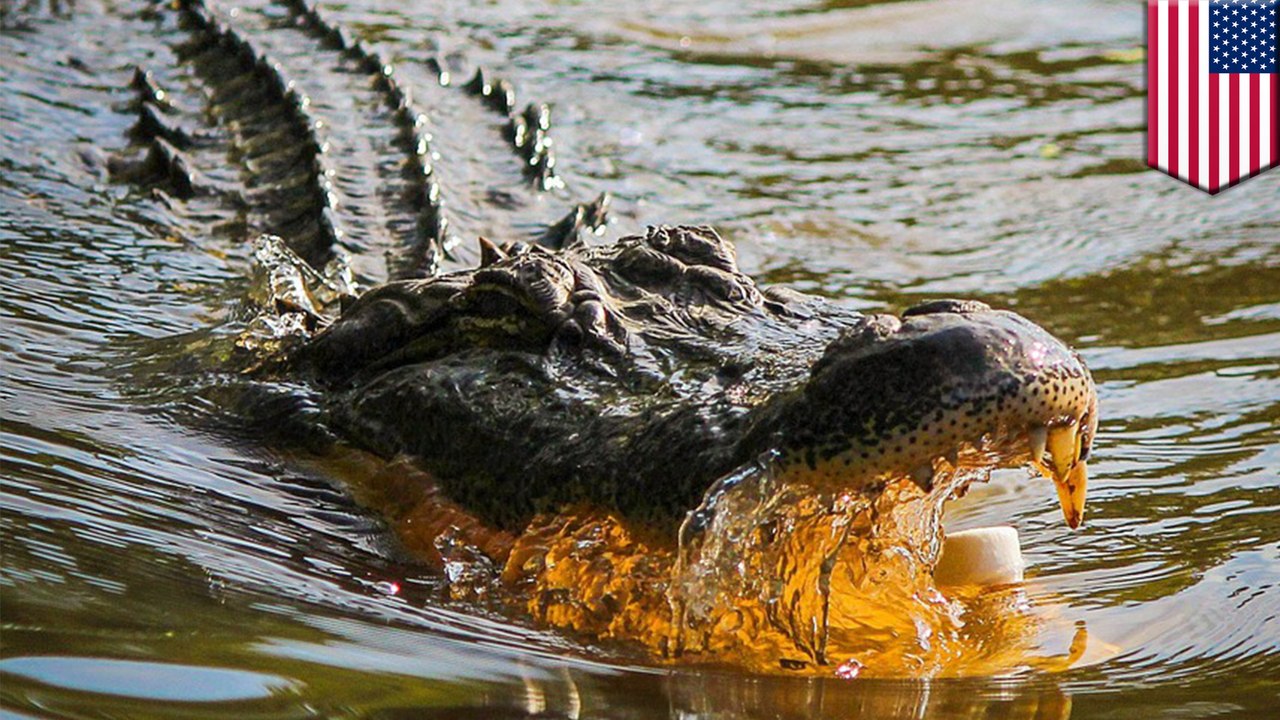 Alligator attack: expert tips on how to escape after 2-year-old’s death at Disney World - TomoNews