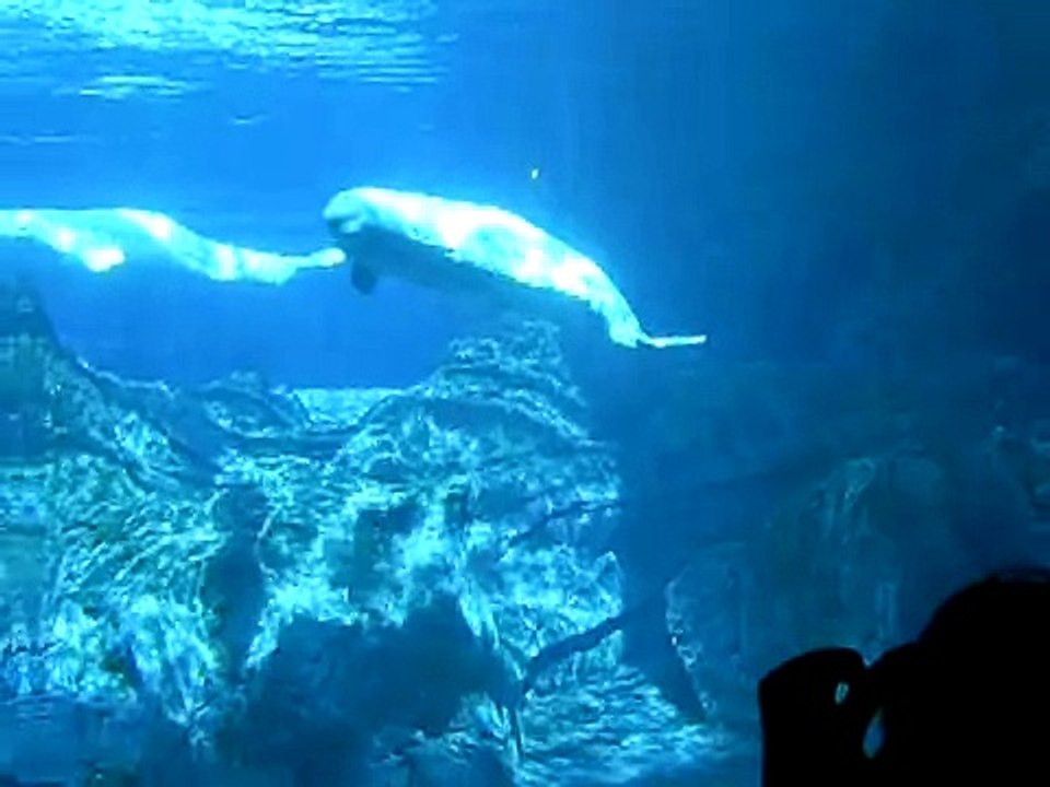 Georgia Aquarium - Beluga Whales part 1