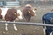 Two bulls mating one cow