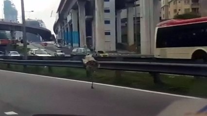 Runaway ostrich sprints down highway