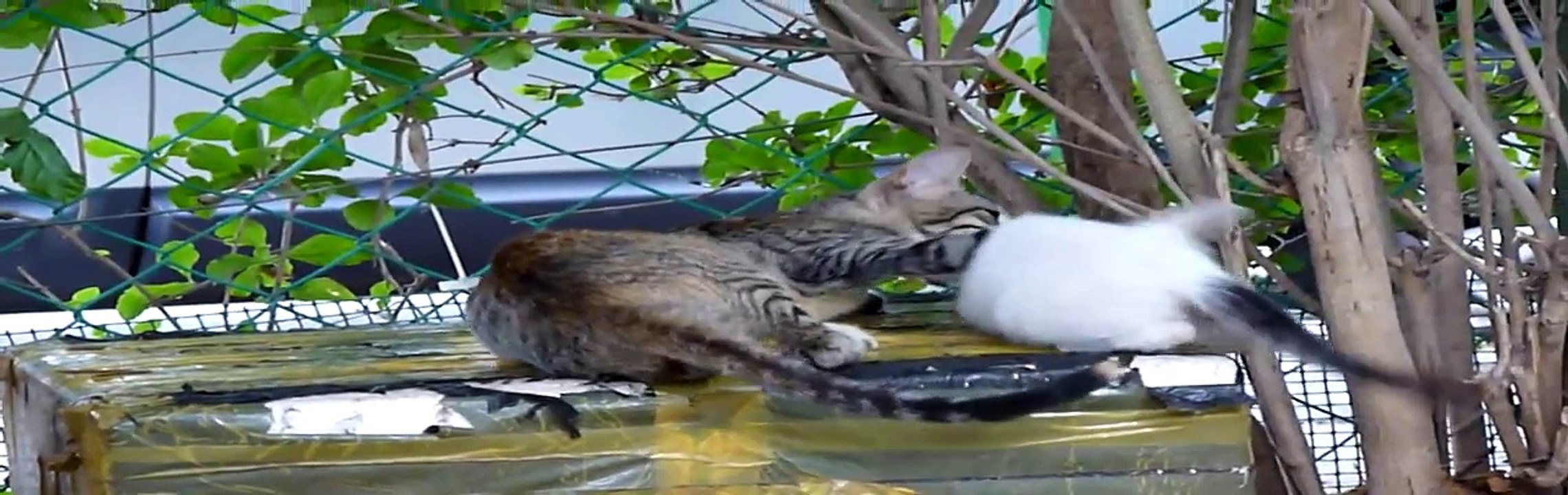 Sweet kitten plaing :)