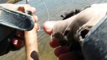 One cast one trout  Dry fly fishing San Juan river, fz-28 HD