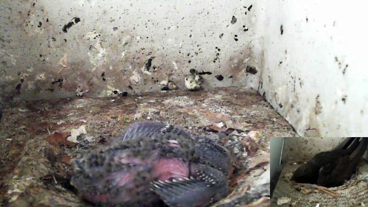 Mauersegler Nestcam 2016.17 - 18. Juni