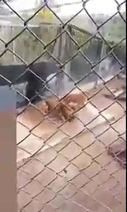Man Attempts Suicide by Jumping in Cage with Li...