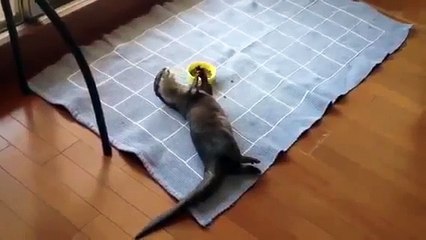 Большая Выдра кушает с миски