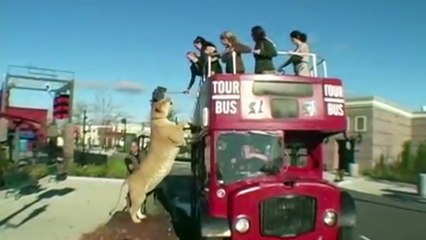 WORLD  10 Most Amazing Animal Hybrids