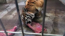 #24 Apr 2015 Amur tiger at Kushiro zoo, Hokkaido, Japan