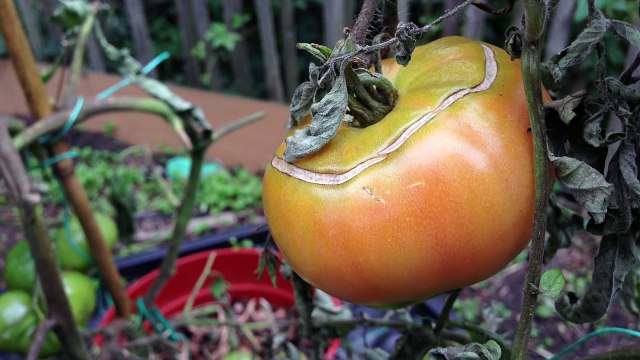 Gardening Hacks - 10 Simple Tips for a Successful Vegetable Garden