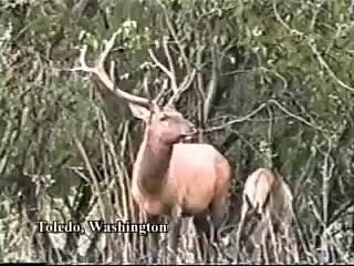 Боевой олень пиздит охотника