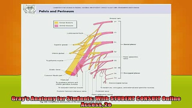 FREE PDF Grays Anatomy for Students With STUDENT CONSULT Online Access 2e READ ONLINE