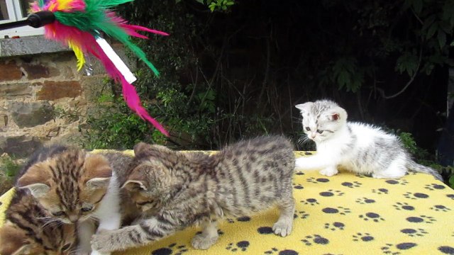 chatons chat british shorthair de l'elevage Heart's Desire's