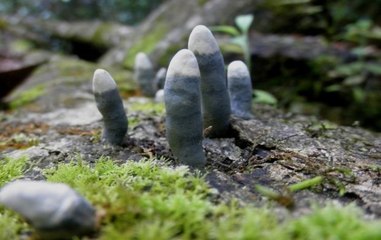 Ako slucajno vidite ove stvari u vasem dvoristu, ne prilazite ni za zivu glavu! Evo i zasto