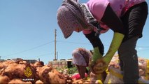 Lebanon's Bekaa farmers hit by Syria-Jordan border closure