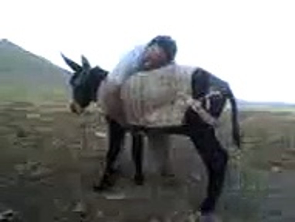 Man vs donkey