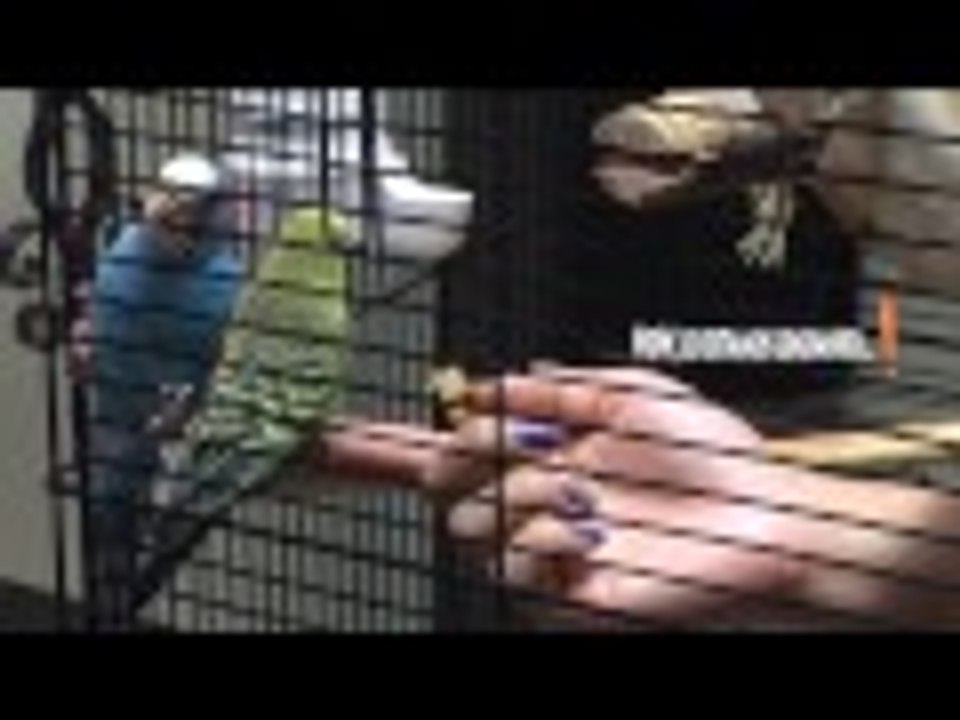 Domesticando a mis Periquitos : Dia 5