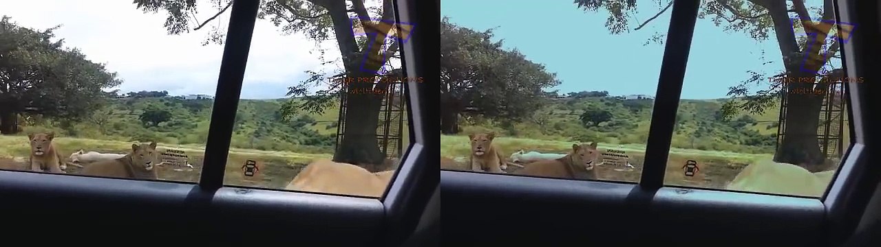 Videos chistoso de animales - videos de risa de animales - videos engraçados de animais 2016 P1