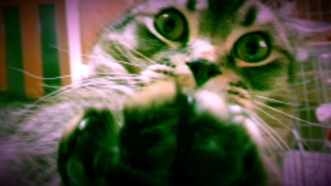ゆづるとぬこシリーズ 「すていへるしー」
