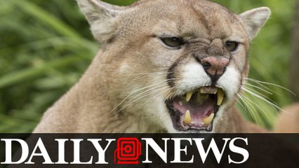 Mother Saves 5-Year-Old Son From A Colorado Mountain Lion