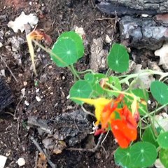 Comment récuperer des graines de capucine phoenix