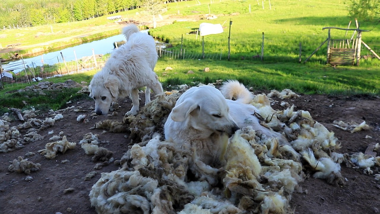 Livestock Guard Dog loves pulling the wool.