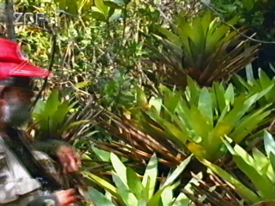 Inseln ?ber dem Regenwald, Teil 2