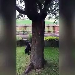 Saklambaç oynayan hayvanlar