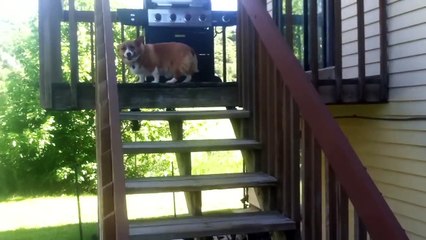 Guilty Corgi Dog (still cute though! )