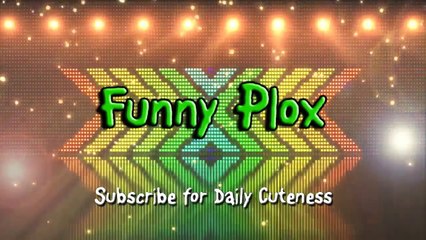 Funny Dogs on Water Slides Compilation 2014