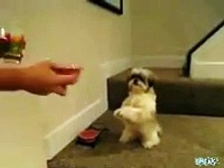 Funny video  Dog prays before eating dinner