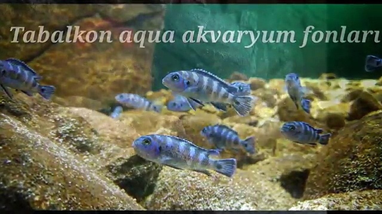 akvaryum-arka-fon-tabalkon-aqua-3d-akvaryum-fon