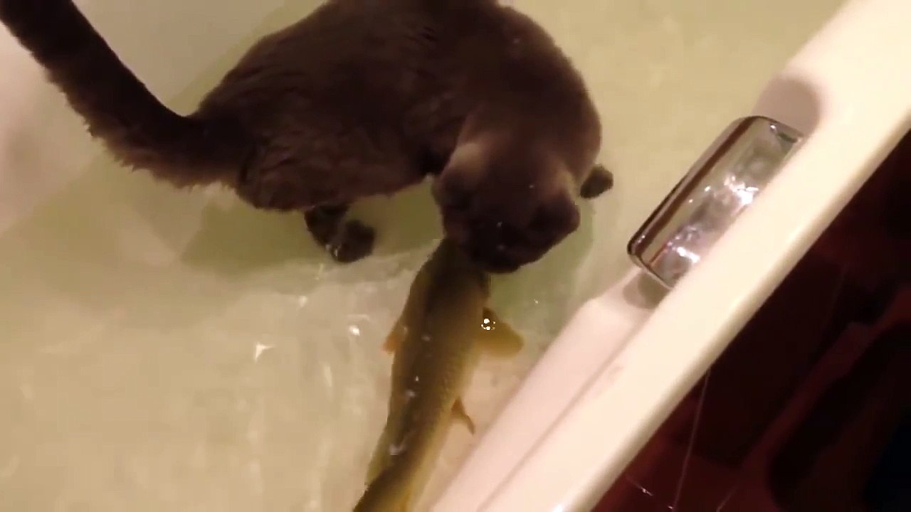 Chat joue avec son ami le poisson.