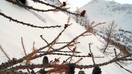 clip ski de PeakPowder, "1 journée en forêt"
