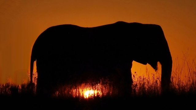 Удивительные слоны. Душа гиганта / Soul of the Elephant (2015)