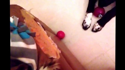 Pudge (and Ghia) Dec 23/14