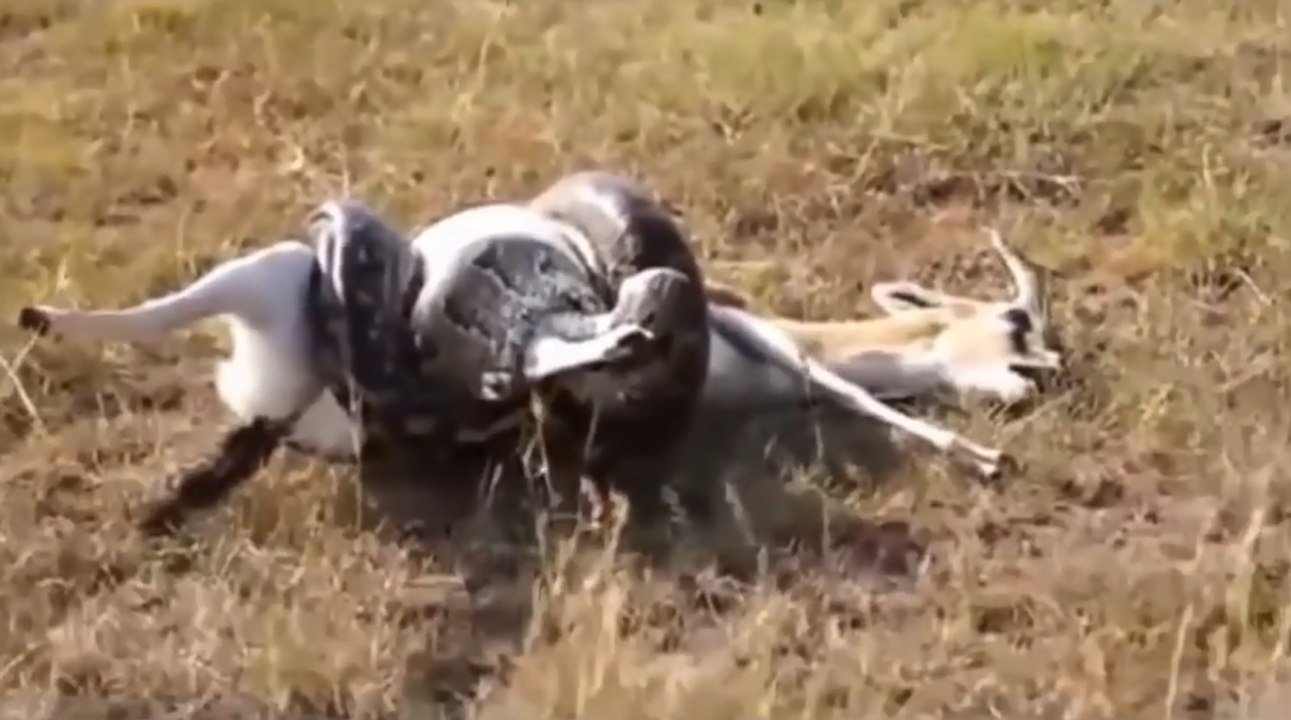 Most Amazing anaconda Attacks - Anaconda Vs Dog, Anaconda Vs Deer, python
