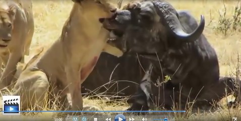 Most Amazing Wild Animal Attacks #2 - lion, tiger, anaconda, deer, Crocodile