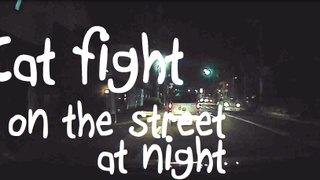 猫の喧嘩 夜の車道に飛び出してくる猫2匹　cat fight on the street at night JAPAN